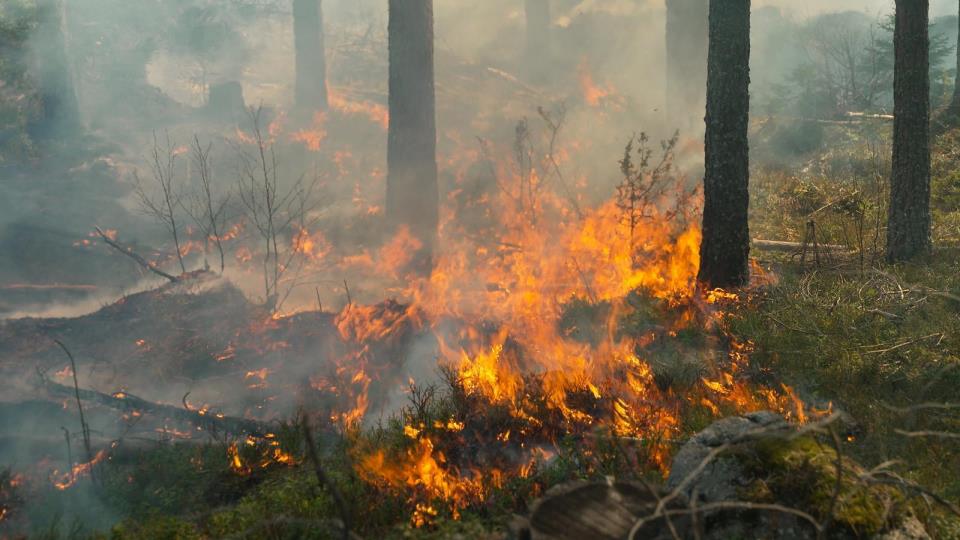 Lenke til artikkel: Skogbrannreserven i Rendalen kommune 
