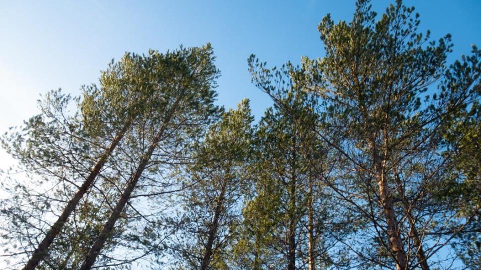 Lenke til artikkel: Skal undersøke folks forhold til skogen